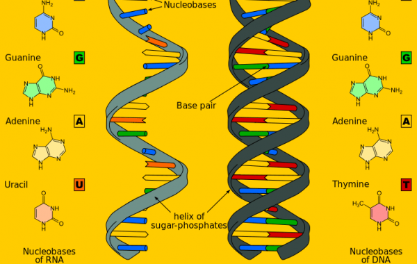 DNA/RNA技术